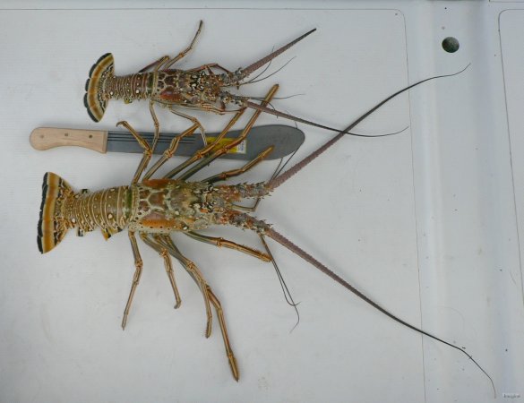35- Langouste de 2,5 kg 